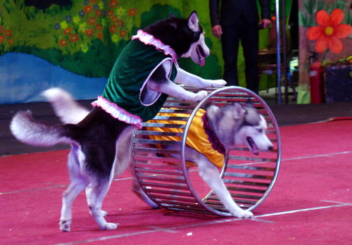 dịch vụ biểu diễn xiếc tại Bình Chánh-4